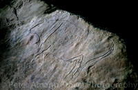Grotta del Romito, steinzeitliche Ritzzeichnung eines Auerochsen